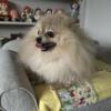 Awesome sweet Pomeranian male puppy 8 months