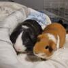 2 male guinea looking for a new home
