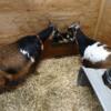 Small herd Nigerian Goats Free To Good Home ONLY