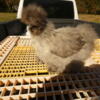 Designer Silkie and Satin Designer Silkie Chickens, Mosaic Chickens, and Old English Bantams.