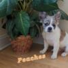 Merle Fluffy Frenchie "Peaches"