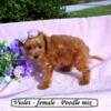 Toy Poodle mix puppies