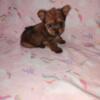 Yorkie puppies boys and girls available