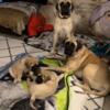 Mastiff puppies ready for their forever home. #brookswesternkymastiffs-fb
