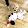 Goldendoodle Toy-sized Puppies Rehoming and Adoption