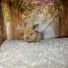 baby bunnies for sale in New Jersey dwarf bunny rabbit breeder
