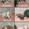 AKC Havanese Puppies Ready June 9th, 2024