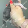 Female Dilute Calico European Maine Coon Kitten