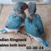 Indian Ringneck  baby handfeeding 450 each)  new  pictures