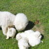 AKC Bichon Female pups available
