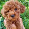 Miniature Poodles Approx. Weight up to 15 Pounds