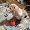 American Bully Puppies Solids & Exotic Merles