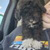 Mini Golden doodle puppies only 1 female