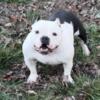 SOLD - Need gone asap - Great Deal!  2 Bully Females