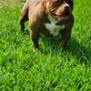 American bully open for Stud ABKC