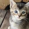 Tabby/Calico Kitten for sale
