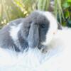 FOR SALE 9 week old Holland Lop Bunnies -READY NOW!