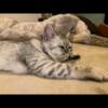 CFA Registered  Beautiful Exotic Shorthair Kittens