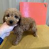 F1 Miniature (Mini) Goldendoodle puppies- Ready at this time.  