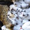 Siamese, Himalayan, Bengal hybrids waiting list started!