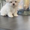 MALLOW-MALTESE AKC PUPPY RAISED IN OUR HOME WITH LOTS OF LOVE - born 2/13/24