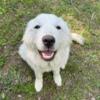 Female Great Pyrenees $200