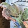 Turquoise Opaline females babies