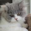Himalayan/Persian 2 Gorgeous Male Kittens 1 femaleReady for a Loving Home