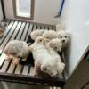 Bichon  Frise puppies
