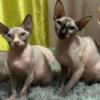 SPHYNX Hairless kittens 18 months and 4 months AVAILABLE