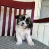 Mothers Day Sale Puppies available now Beautiful Shihtzu pups wont last long.