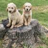 Golden doodles puppies for sale