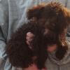 Toy poodle male 7# grown PET ONLY!