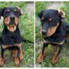 Rottweiler/Presa Canario two females puppies left!