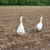Geese for rehoming asap