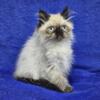 Himalayan Kittens Available To Go