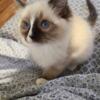 Summer is a very loving  Ragdoll kitten who loves to snuggle and will definitely be a lap cat!