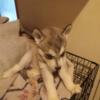 Siberian husky dogs waiting on there forever home
