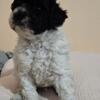 3 months old toy poodle puppies shots and papers long island