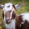 Registerable Nigerian Goats Wanted