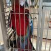 Rubalina macaw handfed looking for a good home