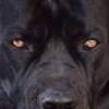 Looking for a Stunning Cane Corso? Look no further!