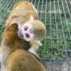 Excepting deposits now for 2024 squirrel monkey babies