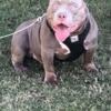 American Bully Stud Services only - Rockoblood