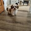 Shih Tzu male looking for a new family