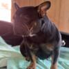 Female frenchbulldog black with tan point