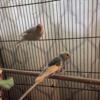 Two male parakeets and cage