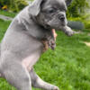 Reduced Blue Trindle Female French Bulldog Puppy