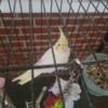 For sale Young Yellow cockatiel