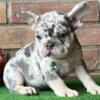 $2,400 Blue Tan merle Saeno - beautiful French Bulldog puppy for sale.